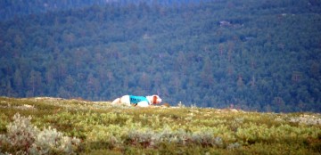 Bilde av setter i stand foto Truls Haugsrud