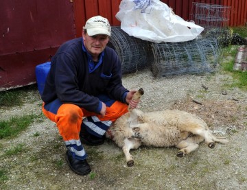 Ole Harald Kusltad måtte avlive tikka. foto Jo Øvergaard