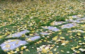 Bilde av høstgule ospeblader foto Jo Øvergaard