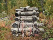 Bilde av tømra fangvegg på elgbanen. Foto Hans Sollid