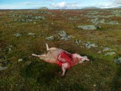 Bilde av sau tatt av bjørn på Gråvolpiggen. Bilde fra hjemmesida til Ringebu Fjellstyre