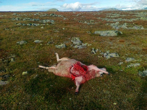 10 0923 sau tatt av bjørn på Gråvolpiggen