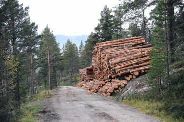 Bilde av tømmmerlunne i Megrunnslia. Foto Jo Øvergaard