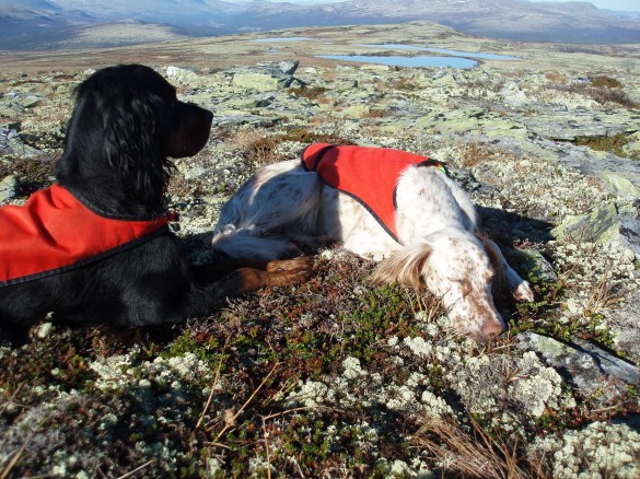 Kviltid for ivrige hunder foto Anita Løvlien