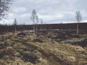 Bilde av beitehugst ved Storgrytdalssetra 2005. Foto Hans Sollid