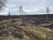Kartleggeing av vegetasjonen i Storgrytdalen