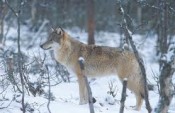 Bilde av ulv i naturlige omgivlser. Foto fra nettet