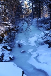 Bilde av stevling i Kvernbekken. Foto Jo Øvergaard