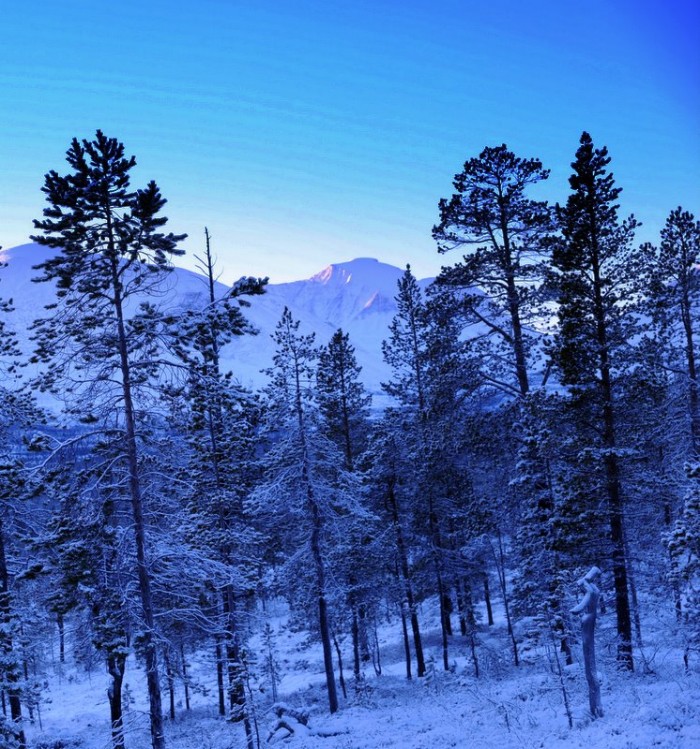 frøsen skog foto Jo Øvergaard