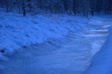 Bilde av stevling, foto Jo Øvergaard
