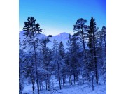 Frøsen skog