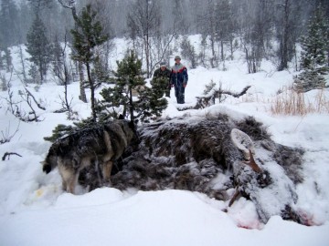 Bilde av elgjfall i desember ,"Kvitsokk" brodder. AB og SP bak. fotoJo Øvergaard