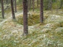 Bilde av fangstgrop for elg,Brændsameiet foto JØ
