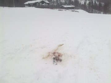 Bilde av svanesang...foto Ole Harald Kulstad