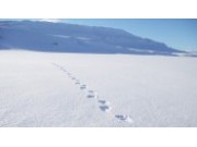SNO registrer jerv