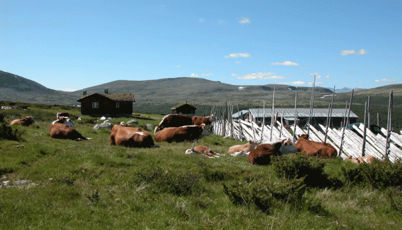 Bilde av seteridyll på Gunstadsetra i 2003. Foto Kristian Dahl