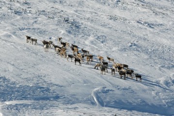 Bilde av Bukk søre Kvia Foto Erik Hagen