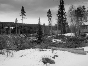 Bilde av tømmer på bakken Mogrenda foto Hans Sollid