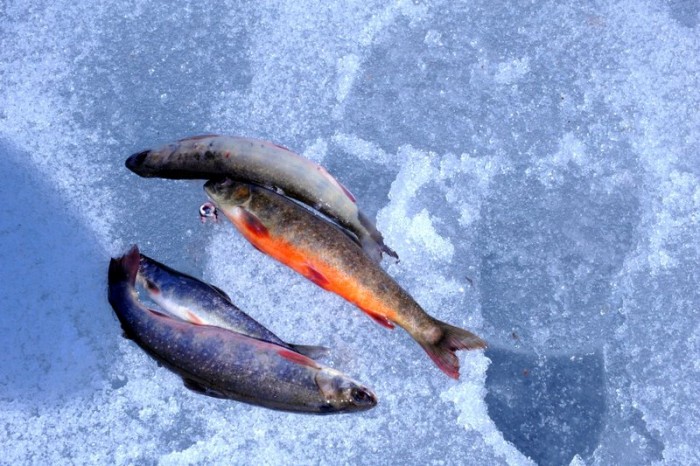 Påskefisk... foto Jo Øvergaard
