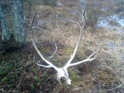 Levninger av rensbukk