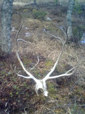 Bilde av rensskalle foto Ole Harald Kulstad