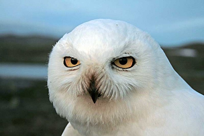 snøugle