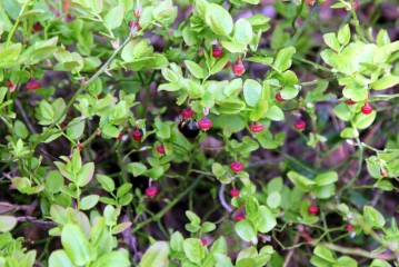 Bilde av blåbærris med blomster foto Bjørn Brænd