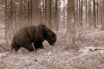 Bilde av bjønn fra våre skoger foto Chr P Mathiesen/www.sollia.net