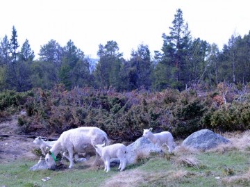 Bilde av sau på beite foto Jo Øvergaard