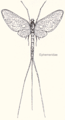 Image of 130px-Ephemeridae-sp