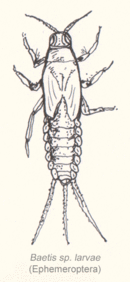 Image of 130px-Ephemeroptera-baetis-sp