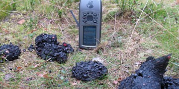 Bjørnemøkk Foto © Tore Solstad/Statens naturoppsyn 