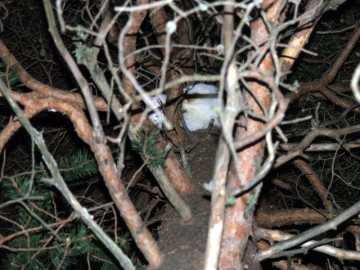 Bilde av katten i treet foto HEN