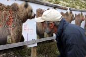 Bilde av Svein Rybråtens møte med bjørnen. Foto Hans Sollid
