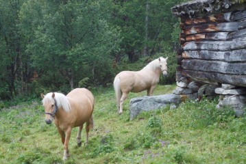 Bilde av hester foto BB