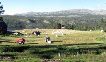 Bilde av rundballer på jordet på Nord-Nesset. Foto Hans Sollid