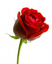 Bilde av 3rose