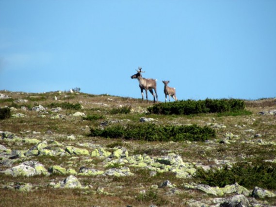 Bilde av ei kælvsimle. Foto Magnus Rønningen