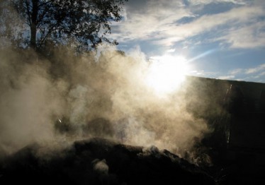 Bilde av trekolmila i motlys. Foto Hans Sollid