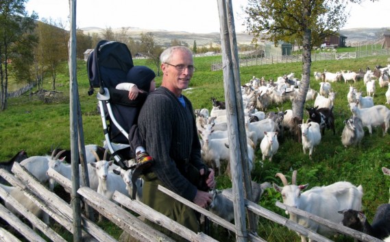 .. og bortpå jordet sto Hans Bondal klar med geiteflokken. Foto Hans Sollid