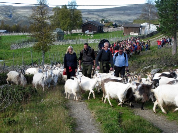 Ikke hvert år at kronprinsparet følger gjeta til fjells.... Foto Hans Sollid