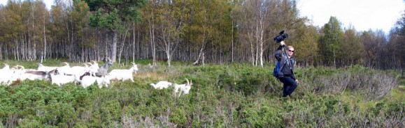 Bilde av fotografen som måtte ha tobakk i lomma. Geitene fulgte etter han. Foto Hans Sollid