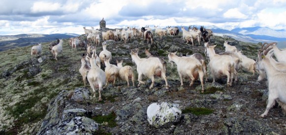 Geitflokken var først på plass på Pika. Foto Hans Sollid