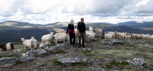 Så var det å montere seg opp for pressen, både kronprinspar og geitene. Foto Hans Sollid