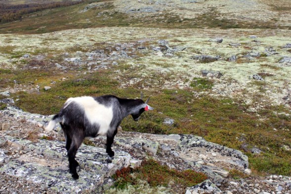 Uanfektet av all viraken undrer en geitekilling på hvor det har blitt av følget hans. Foto Hans Sollid
