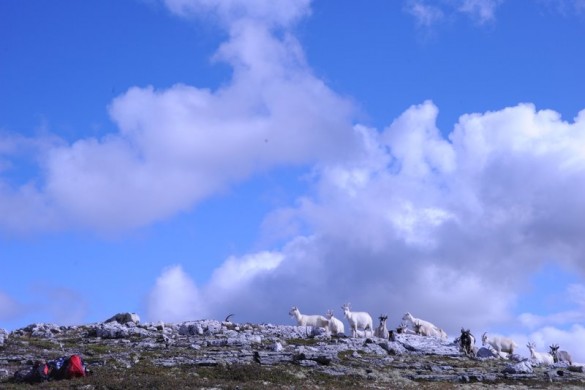 Fredelig utmarksbeite er en velsignelse foto Jo Øvergaard