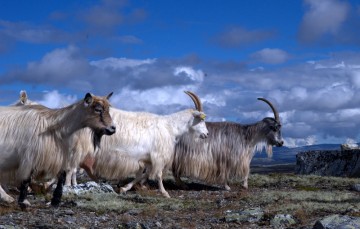 Bilde av gjetflokk fra Brenna foto Jo Øvergaard