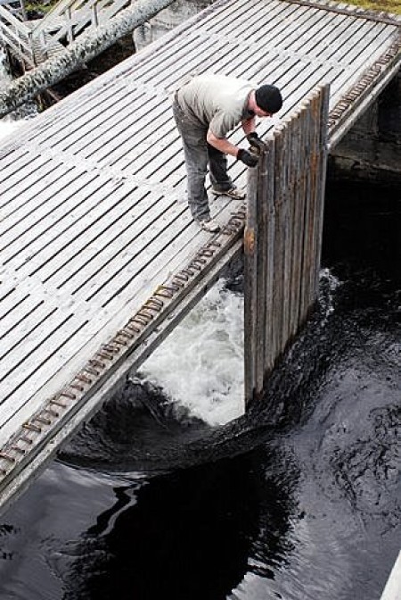 Presisjonsarbeid som også krever krefter. Foto Peter Bontrop
