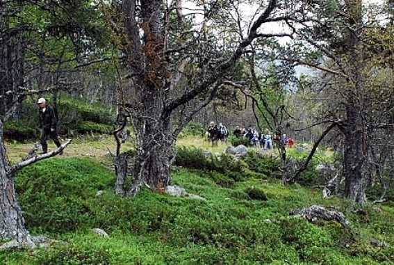 Så bar det til skogs og hvilken skog. Foto Peter Bontrop