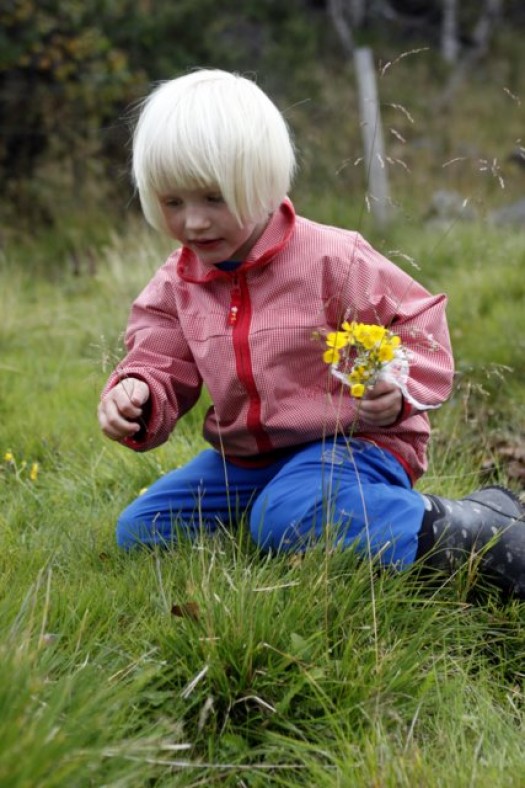 Engsoleie, arve og grasstrå er karakteristisk for kultureng. De danner grunnlag for undring for gammel og ung. Foto Bjørn Brænd (1)